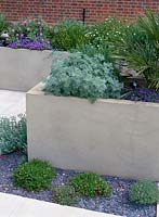 Artemisia pontica 'Powis Castle' in raised planter