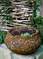 Semperviviums in rustic stone bowl