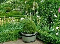 Buxus sempervirens ball in half barrel container