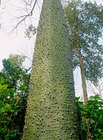 Chorisia speciosa tree trunk
