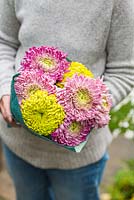 Chrysanthemum 'Holiday Pink', 'Holiday Purple' and 'Green Bloom'