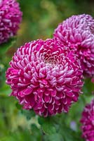 Chrysanthemum 'Regal Mist Purple'