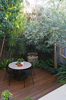 View looking down onto modern courtyard garden with dining area, showing large 'Atlantis' pot with Magnolia grandiflora,  Dracaena marginata at left and tree in foreground is Olea europa olive tree. Table and chairs by 'Made by Tait'. 