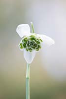 Galanthus hippolyta - Snowdrop - February - Oxfordshire