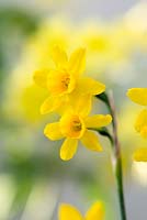 Narcissus jonquilla subsp. fernandesii - Daffodil - March - Surrey