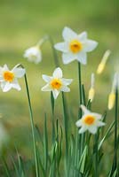 Narcissus seraglio - Small Cupped Daffodil - March - Surrey