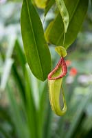 Nepenthes Tropical - Pitcher plant - February - Oxfordshire