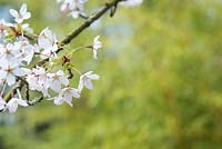 Prunus pandora - Japanese Cherry tree in blossom - April - Oxfordshire