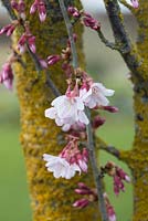 Prunus pendula var. Ascendens Rosea - Japanese Cherry tree - March - Oxfordshire
