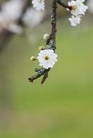 Prunus spinosa plena - Double flowered Blackthorn - Sloe tree blossom - March - Oxfordshire