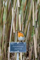 Erithacus rubecula - Robin on a plant label at RHS Wisley Gardens - February - Surrey