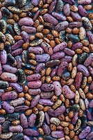 Phaseolus coccineus - Runner bean and borlotto bean seeds pattern - February - Oxfordshire