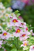Schizanthus x Wisetonensis Angel Wings - Butterfly Flower display at RHS Wisley - March - Surrey
