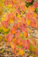 Cornus florida. Autumn leaf colour.