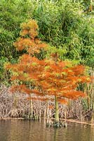 Taxodium distichum. Young trees established in lake using timber posts to retain small temporary islands of soil.
