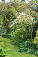 View of long, narrow, town garden in spring with informal lawn and mixed border with Exochorda x macrantha 'The Bride'.