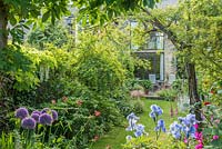 View of long, narrow, town garden in spring with informal lawn and mixed borders. Iris 'Jane Phillips', Allium 'Globemaster', Wisteria floribunda 'Alba', Centranthus ruber.