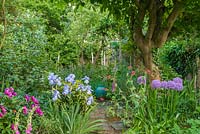 View of part of long, narrow, town garden in June. Acer negundo, Iris 'Jane Phillips', Allium 'Globemaster', peony and Centranthus ruber.