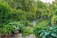 View of long, narrow, town garden in June with informal lawn and mixed borders. Reclaimed brick patio with hostas and agapanthus in containers.