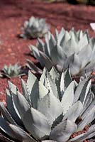 Agave flexispina, succulent