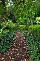 Path with fallen petals, Royal Botanical Gardens, Sydney, Australia.