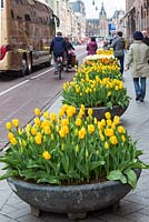 Pots of tulips on Damrak, Amsterdam as pedestrians, buses and cyclists go by. The central station - Centraal Station can be seen at the end of the street. The flowers form part of the tulip festival or Tulp Festival which takes place each spring around the city.