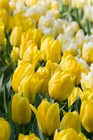Massed planting of early tulips: Tulipa fosteriana 'Candela', T. fosteriana 'Sweetheart' and T. fosteriana 'Purissima'.