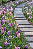 Graphic concrete pathway through borders of Hyacinth 'Pink Pearl', H. 'Fondant' and H. 'Paul Herman', interspersed with Chionodoxa forbesii 'Pink Giant', Chionodoxa luciliae 'Alba', Narcissus jonquil and Narcissus 'Sailboat'.