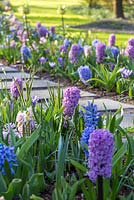 Graphic concrete pathway leading to sculpture through borders of hyacinths and fritillaries. Including Hyacinthus 'Apricot Passion', H. 'Paul Herman', Hyacinthus orientalis 'Ostara' and jonquil Narcissus 'Sailboat'.