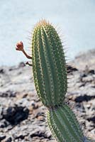 Jasminocereus thouarsii - Flower buds opening on a candelabra cactus, at Punta Moreno, Isabela.