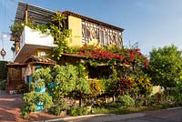 Colourful display of plants including crotons and bougainvillea on verandah of coffee shop, Puerto Ayora, Santa Cruz.