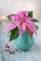 Pink Poinsettia - Euphorbia pulcherrima as cut flowers in a vase