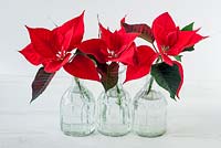 Poinsettia - Euphorbia pulcherrima as cut flowers in glass vases