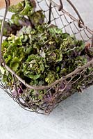 Flower sprouts in a wire basket