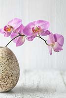 Phalaenopsis - Moth orchid  in a vase