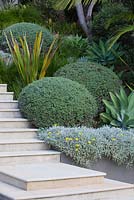 Stairs and raised garden bed featuring Agave attenuata, Westringia fruticosa Coastal Rosemary and Gazania tomentosa Silver Gazania