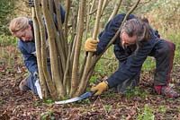 Stephen and Becky Westover coppicing Hazel trees to near ground level