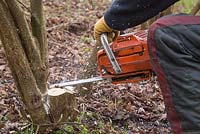 Using a chainsaw to speed up the process of coppicing Hazel trees to near ground level
