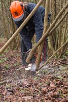 Stephen Westover using a chainsaw to speed up the process of coppicing Hazel trees to near ground level