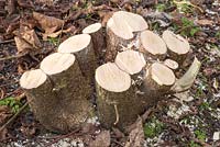 A coppiced stump of Common Hazel