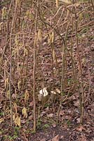 Hazel branch cloche barrier protecting the coppiced Hazel stump from pests such as rabbits