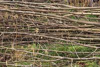 A bundle of coppiced Common Hazel with Catkins on display