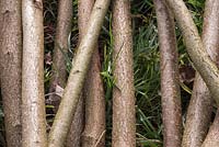A bundle of coppiced Common Hazel sticks