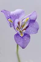 Iris unguicularis, February, Suffolk