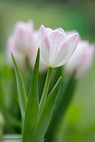Tulipa 'Graceland', April, Suffolk