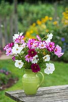 Cosmos mixed. Cut flowers in green pottery jug.