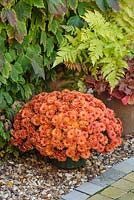 Chrysanthemum 'Poppins Mezzo Bronze Red'