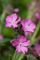 Silene dioica 'Rolly's Favourite' 