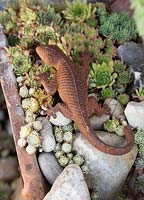Sempervivum with lizard sculpture