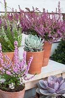 Erica and succulents displayed on wooden steps